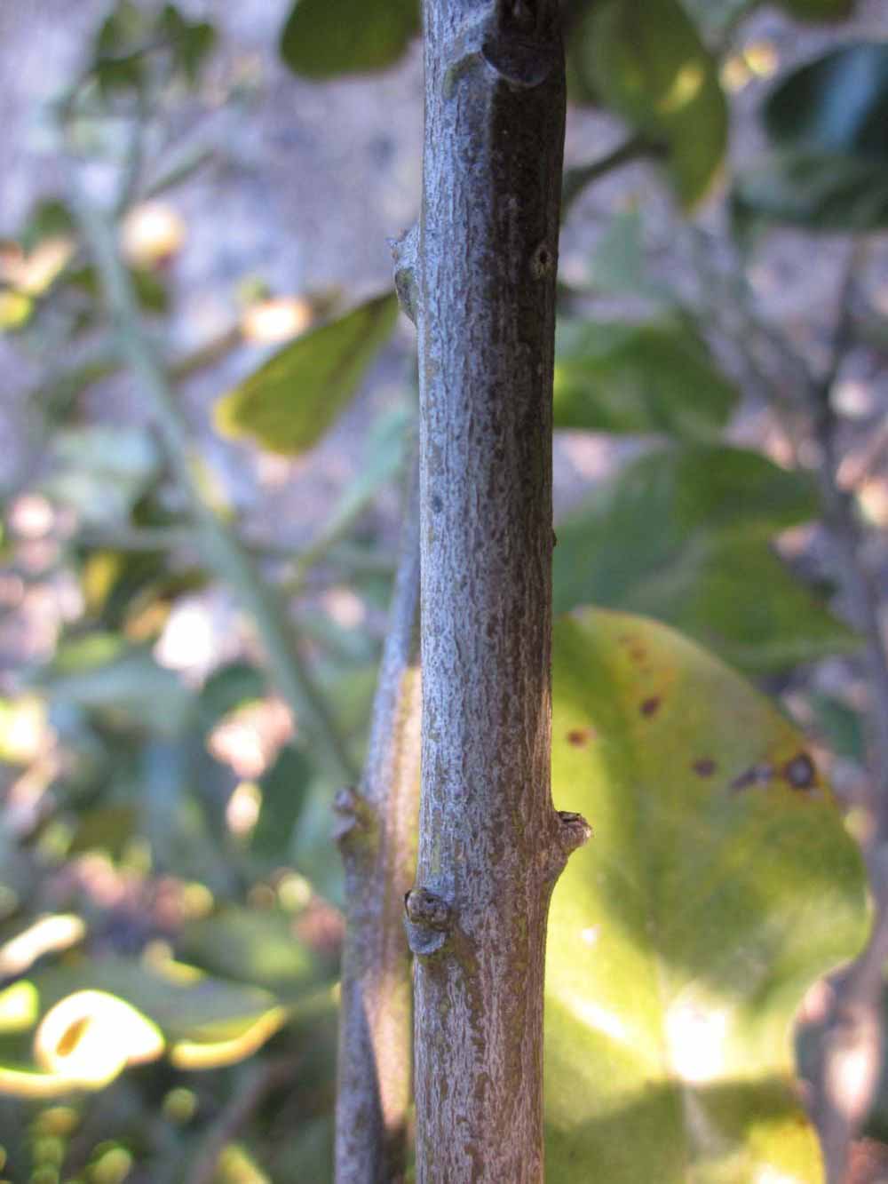              Second - third year twig (Winter Haven, FL)       